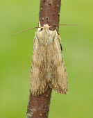 Pale pinion Animalia,Athropoda,Insecta,Lepidoptera,Noctuidae,Lithophane socia,Pale pinion,moth,moths
