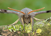 Poplar hawk-moth Macro,macrophotography,Close up,antennas,Antenna,feeler,feelers,antennae,Poplar hawk-moth,Poplar hawkmoth,hawk moth,moth,moths,Animalia,Arthropoda,Insecta,Lepidoptera,Sphingidae,Laothoe populi