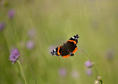 Red admiral Terrestrial,ground,blur,selective focus,blurry,depth of field,Shallow focus,blurred,soft focus,action,movement,move,Moving,in action,in motion,motion,environment,ecosystem,Habitat,wildflower meadow,Me
