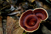 Fungus, likely a variety of Turkey-tail Fungi,Basidiomycota,mushroom,fungi,fungus,turkey tail,turkey-tail,Mushroom