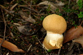Mushroom, likely an Earthball Fungi,Basidiomycota,Agaricomycetes,Boletales,Sclerodermataceae,Earthball,mushroom,fungi,fungus,Mushroom