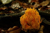 Coral fungi Coral fungi,fungi,fungus,orange,Basidiomycota,Agaricomycetes,Gomphales,Gomphaceae,Ramaria