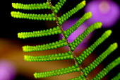 Scrambling coral-fern - Australia Scrambling coral-fern,fern,Plantae,Pteridophyta,Gleicheniales,Gleicheniaceae,Gleichenia,Gleichenia microphylla,plant,plants,flora,vegetation,foliage,greenery