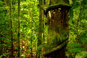 Tropical forest - Borneo Dipterocarpaceae,Plantae,Angiospermsm,Eudicots,Rosids,Malvales,plant,plants,flora,vegetation,foliage,greenery,forest,rainforest,Forest
