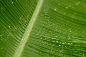 Banana plant leaf close up - Cook islands rains,raining,Rain,rainy,Terrestrial,ground,rain forest,tropical rainforest,tropical forest,jungle,Rainforest,jungles,Greenery,foliage,vegetation,forests,Forest,Leaf,leafs,leaves,environment,ecosystem