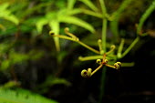 Fern - Borneo Close up,Macro,macrophotography,fern,shoot,sapling,plant,plants,Polypodiopsida,Embryophyta,Plantae,spiral