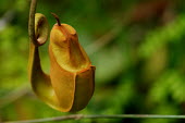 Tropical pitcher plant - Borneo Luis Mata forests,Forest,Jungle,coloration,Colouration,Greenery,foliage,vegetation,Carnivorous,Carnivore,carnivores,Green,environment,ecosystem,Habitat,colours,color,colors,Colour,tropical,Tropical rainforest,tropics,tropic,jungles,jungle,rain forest,tropical rainforest,tropical forest,Rainforest,Terrestrial,ground,Green background,Tropical,Tropical pitcher plant,Plantae,Angiosperms,Eudicots,caryophyllales,Nepenthaceae,Nepenthes,plant,pitcher plant,flora,rainforest,forest