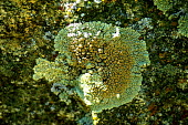 Stonewall rim lichen - Catalonia Stonewall rim lichen,lichen,crustose,crustose lichen,Protoparmeliopsis muralis
