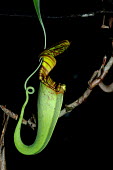 Tropical pitcher plant - Borneo Tropical pitcher plant,Plantae,Angiosperms,Eudicots,caryophyllales,Nepenthaceae,Nepenthes,plant,tropical,pitcher plant,flora,jungle,rainforest,forest