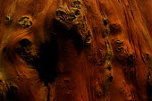 Tree bark in a tropical forest - Borneo Plantae,plant,tree,bark,jungle,rainforest,wood,Tree bark