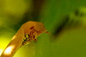Leaf curling spider - Australia spider,spiders,Animalia,Arthropoda,Arachnida,Araneae,Araneidae,Phonognatha graeffei,Leaf curling spider
