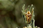 Spider of the Backobourkia genus , nestled in a plant - Australia Close up,Macro,macrophotography,spider,spiders,Animalia,Arthropoda,Arachnida,Araneae,Araneidae,orbweaver,Backobourkia,Clubiona subsultans