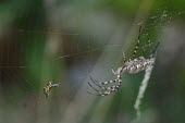Lobed argiope with prey in its web - Spain spider,spiders,Animalia,Arthropoda,Arachnida,Araneae,Araneidae,orbweaver,Argiope lobata,Lobed argiope
