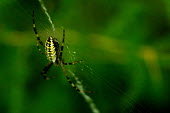 Wasp spider -Spain spider,spiders,Animalia,Arthropoda,Arachnida,Araneae,Araneidae,Argiope bruennichi,wasp spider,Wasp spider
