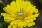 A crab spider on moss - Catalonia spider,spiders,Animalia,Arthropoda,Arachnida,Araneae,Thomisidae,crab spider,Clubiona subsultans