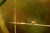 Lynx spider - Australia spider,spiders,Animalia,Arthropoda,Arachnida,Araneae,Oxyopidae,lynx spider,Oxyopes,Clubiona subsultans