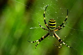 Wasp spider - Spain colours,color,colors,Colour,coloration,Colouration,yellow,Close up,patterns,patterned,Pattern,cob web,spider web,Web,webs,spiderweb,cobweb,stripe,Stripes,stripy,striped,Macro,macrophotography,spider,s