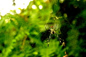 Orb weaver in its web - Vietnam Macro,macrophotography,rain forest,tropical rainforest,tropical forest,jungle,Rainforest,jungles,Terrestrial,ground,cob web,spider web,Web,webs,spiderweb,cobweb,Jungle,environment,ecosystem,Habitat,Gr