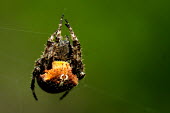 Orb weaver spider - Menorca Close up,Abdomen,abdominal,ab,abs,Macro,macrophotography,spider,spiders,Animalia,Arthropoda,Arachnida,Araneae,Araneidae,orbweaver,Clubiona subsultans