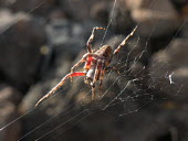 Spider in its web - Canary Islands web,webbing,Web-building,Building,Macro,macrophotography,cob web,spider web,Web,webs,spiderweb,cobweb,Close up,Animalia,Arthropoda,Arachnida,Araneae,spider,spiders
