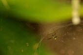 Orb spider in its web - Australia Green background,blur,selective focus,blurry,depth of field,Shallow focus,blurred,soft focus,cob web,spider web,Web,webs,spiderweb,cobweb,Macro,macrophotography,Close up,Animalia,Arthropoda,Arachnida,