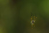 Orb spider - Australia blur,selective focus,blurry,depth of field,Shallow focus,blurred,soft focus,Green background,cob web,spider web,Web,webs,spiderweb,cobweb,Macro,macrophotography,Close up,Animalia,Arthropoda,Arachnida,