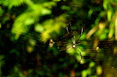 An orb spider with prey in its web - Borneo Macro,macrophotography,cob web,spider web,Web,webs,spiderweb,cobweb,Close up,Animalia,Arthropoda,Arachnida,Araneae,Nephilidae,spider,orb spider,spiders,web