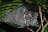 Spider in its web - Canary Islands Close up,cob web,spider web,Web,webs,spiderweb,cobweb,Macro,macrophotography,spider,spiders,Animalia,Arthropoda,Arachnida,Araneae,Clubiona subsultans