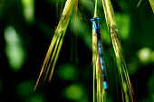 Common blue damselfly - Spain damselfly,damselflies,insects,insect,Common blue damselfly,Enallagma cyathigerum,Insects,Insecta,Odonata,Dragonflies and Damselflies,Arthropoda,Arthropods,Agrion Porte-Coupe,Lâagrion Porte-coupe,Po