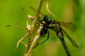A dragonfly cannibalising another dragonfly - Spain Killing,prey,preyed,predation,killed,kill,Close up,food,feed,hungry,eat,hunger,Feeding,eating,hunt,hunter,stalking,Hunting,stalker,stalk,Macro,macrophotography,Carnivorous,Carnivore,carnivores,Animali