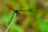 Grenadier dragonfly - Borneo wings,wing,winged,coloration,Colouration,Close up,rouge,Red,scarlet,crimson,Macro,macrophotography,blur,selective focus,blurry,depth of field,Shallow focus,blurred,soft focus,colours,color,colors,Colo