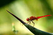 Scarlet darter - Spain scarlet darter,darter,insect,insects,dragonfly,dragonflies,Common scarlet-darter,Crocothemis erythraea,Arthropoda,Arthropods,Skimmers,Libellulidae,Odonata,Dragonflies and Damselflies,Insects,Insecta,L