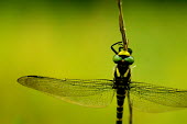 Dragonfly - Spain Macro,macrophotography,blur,selective focus,blurry,depth of field,Shallow focus,blurred,soft focus,Close up,Green,coloration,Colouration,colours,color,colors,Colour,Animalia,Arthropoda,Insecta,Odonata