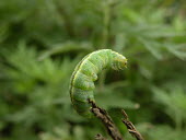 A large caterpillar at the end of a branch -  Catalonia Close up,Macro,macrophotography,Green,colours,color,colors,Colour,Stage,coloration,Colouration,caterpillars,Caterpillar,Greenery,foliage,vegetation,Green background,Animalia,Arthropoda,Insecta,Lepidop