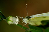 Cabbage white - Australia Cabbage white,Cabbage butterfly,butterfly,butterflies,Animalia,Arthropoda,Insecta,Lepidoptera,Pieridae