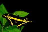 Thoas swallowtail - Butterfly Wonderland, USA Macro,macrophotography,Close up,Thoas swallowtail,swallowtail,butterfly,butterflies,insect,insects,Animalia,Arthropoda,Insecta,Lepidoptera,Papilionidae,Papilio thoas