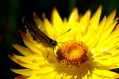 Butterfly on a starflower - Australia Strawflower,golden everlasting,flower,flowers,butterfly,butterflies,insect,insects,Animalia,Arthropoda,Insecta,Lepidoptera,Xerochrysum bracteatum