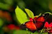 Red lacewing - Butterfly Wonderland, USA colours,color,colors,Colour,Macro,macrophotography,Close up,rouge,Red,scarlet,crimson,coloration,Colouration,Red lacewing,Cethosia biblis,butterfly,butterflies,insect,insects,Animalia,Arthropoda,Insec