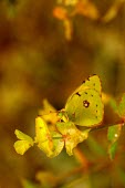 Clouded yellow butterfly - Spain butterfly,butterflies,insect,insects,Animalia,Arthropoda,Insecta,Lepidoptera,Pieridae,Colias crocea,clouded yellow