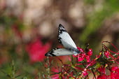 Caper white butterfly on pink flowers - Australia Belenois java,Caper white,Animalia,Arthropoda,Insecta,Lepidoptera,Pieridae,butterfly,butterflies,insect,insects,invertebrate,invertebrates