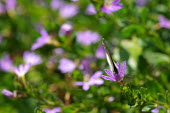 Butterfly on fairy fan-flower - Australia butterfly,butterflies,insect,insects,Animalia,Arthropoda,Insecta,Lepidoptera,Scaevola aemula,flower,flowers,fairy fan-flower,common fan-flower