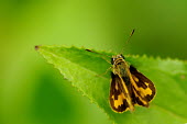 Grass skipper butterfly - Australia Macro,macrophotography,Close up,Green background,butterfly,butterflies,insect,insects,Animalia,Arthropoda,Insecta,Lepidoptera,Papilionidae,Hesperiidae,skipper,dart,grass skipper