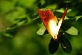 Butterfly - Butterfly Wonderland, USA Macro,macrophotography,Close up,Animalia,Arthropoda,Insecta,Lepidoptera,butterfly,butterflies,insect,insects