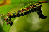 Red legged caterpillar upside down - Vietnam Luis Mata Stage,caterpillars,Caterpillar,Macro,macrophotography,Close up,Animalia,Arthropoda,Insecta,Lepidoptera,caterpillar,larvae,larval,larva,insect,insects,invertebrate,invertebrates,Azalea caterpillar,Datana major,Notodontidae,moth,moths