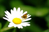 Grass dart butterfly - Australia butterfly,butterflies,insect,insects,Animalia,Arthropoda,Insecta,Lepidoptera,Papilionidae,Hesperiidae,skipper,dart,Grass dart