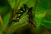 Caterpillar enjoying some leaf snacks - Vietnam Animalia,Arthropoda,Insecta,Lepidoptera,caterpillar,caterpillars,larvae,larval,larva,insect,insects,invertebrate,invertebrates