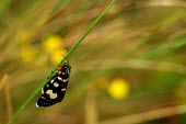 Willow-herb day-moth - Australia Macro,macrophotography,Close up,Willow-herb day-moth,Animalia,Arthropoda,Insecta,Lepidoptera,Noctuidae,Phalaenoides tristifica,moth,moths