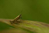 Diamondback moth - Australia Macro,macrophotography,Close up,Diamondback moth,Plutellidae,Plutella xylostella,Animalia,Arthropoda,Insecta,Lepidoptera,moth,moths,insect,insects