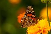 Australian painted lady - Australia wildflower meadow,Meadow,food,feed,hungry,eat,hunger,Feeding,eating,environment,ecosystem,Habitat,Macro,macrophotography,Grassland,floral,Flower,Close up,Terrestrial,ground,Filter feeding,Filter feede