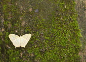 Butterfly - Vietnam Close up,Macro,macrophotography,Animalia,Arthropoda,Insecta,Lepidoptera,butterfly,butterflies,insect,insects,invertebrate,invertebrates,tree,forest,woodland,jungle,moss